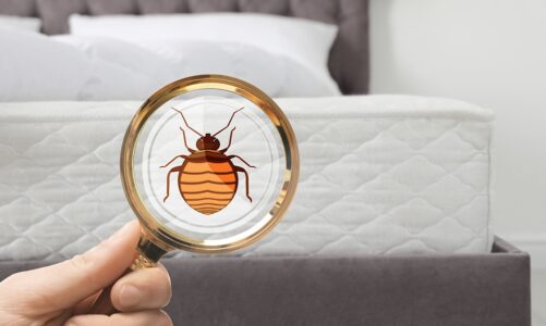 Effective Bed Bug Prevention Strategies For Los Angeles Residents
