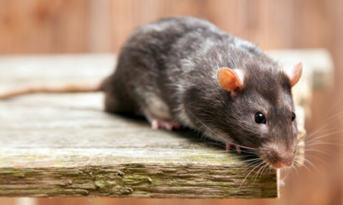 What to Do If You Spot Rats in Your Yard in Algonquin