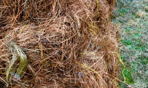 The Importance of Pine Straw in Maintaining Soil Temperature